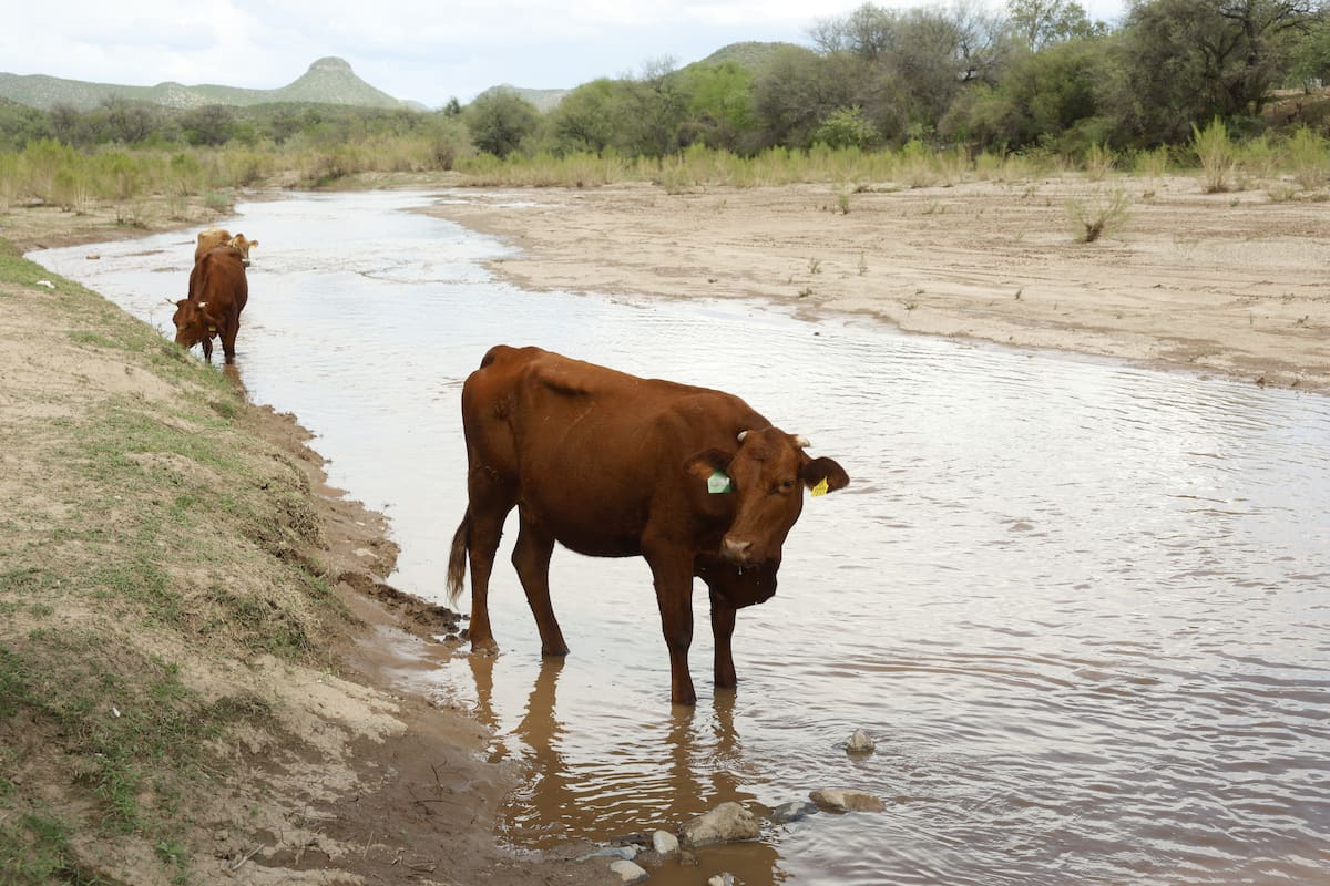 Gusano barrenador ya está en 30 estados de México: Solo Baja California y Baja California Sur siguen libres