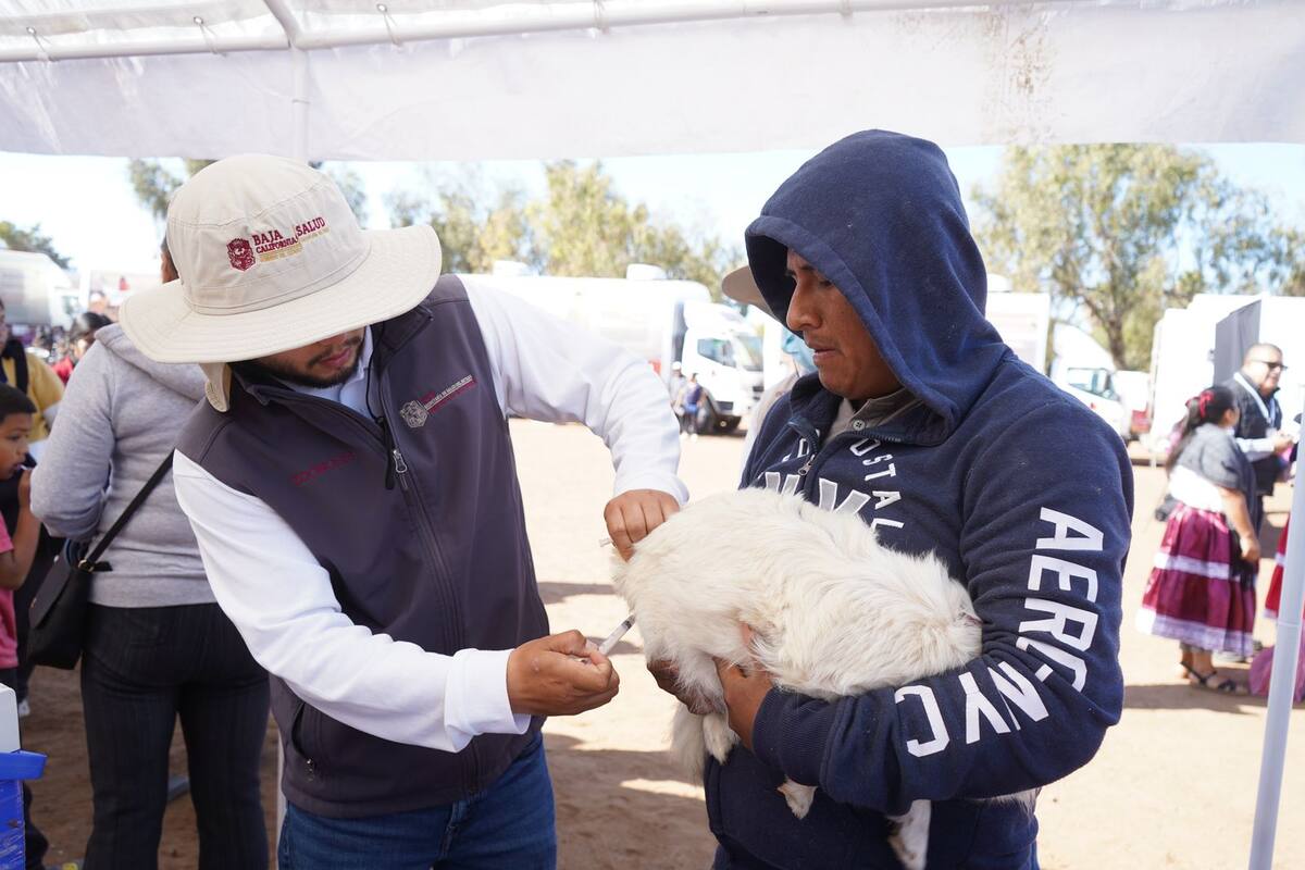 Llevan a San Quintín servicios extraordinarios contra la rickettsiosis