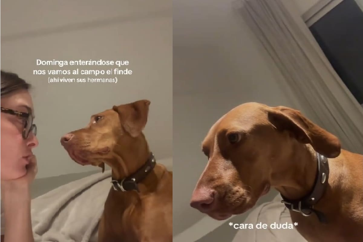 VIDEO: Le cuenta a su perrita sobre un viaje al campo y su reacción conquista TikTok