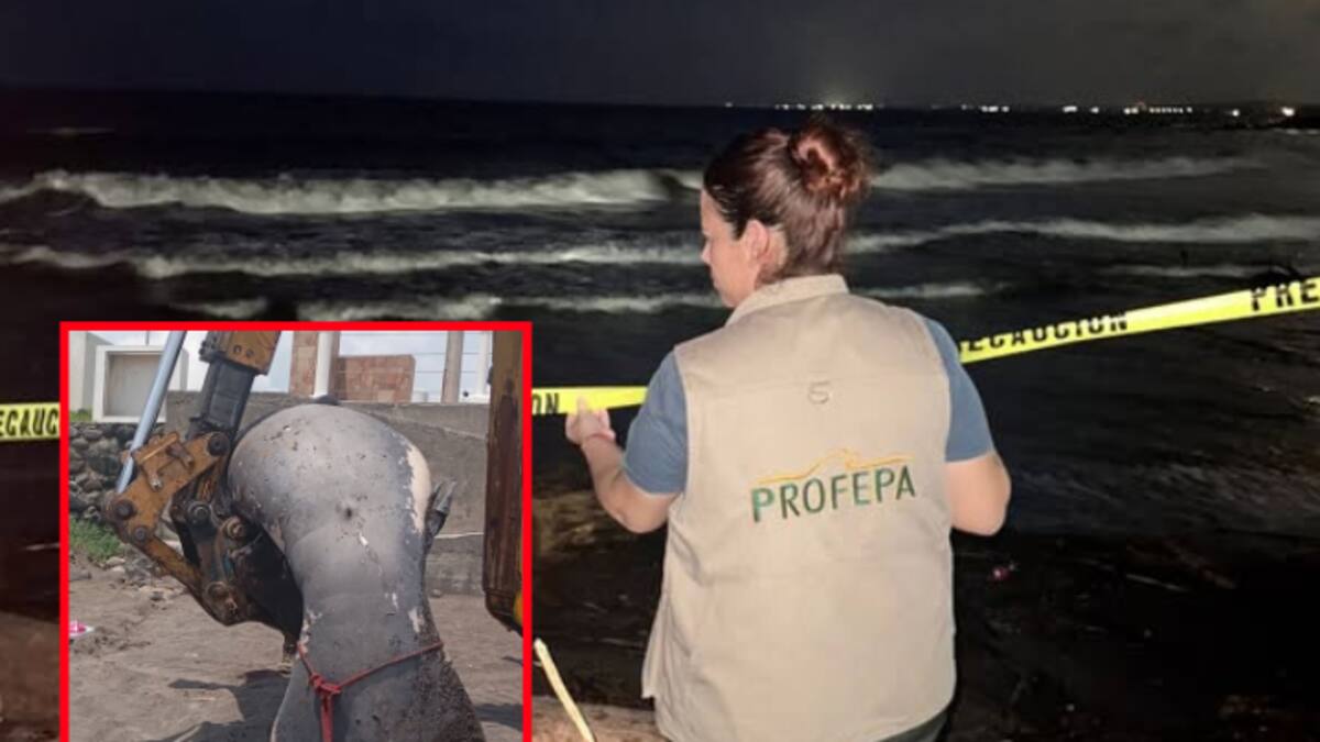 Manatí muerto en avanzado estado de descomposición aparece varado en playas de Alvarado, Veracruz; Profepa activa protocolo