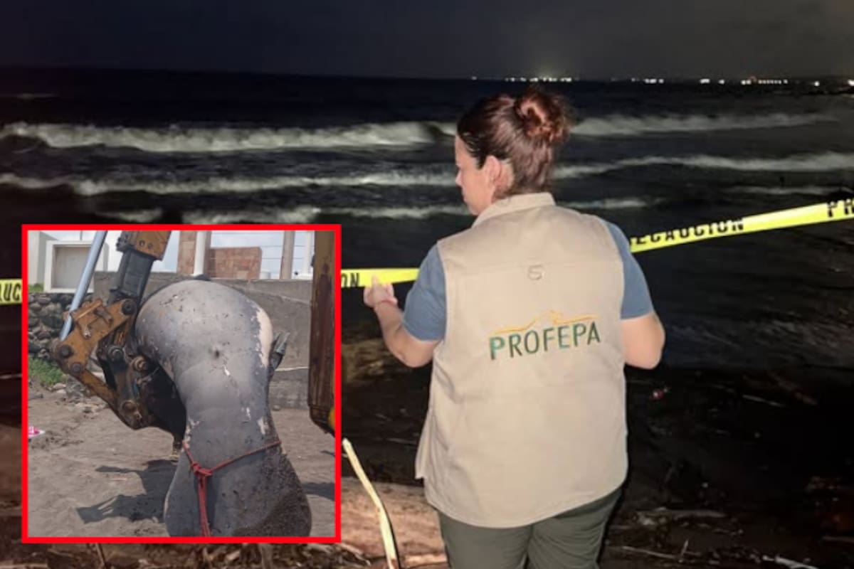 Manatí muerto en avanzado estado de descomposición aparece varado en playas de Alvarado, Veracruz; Profepa activa protocolo