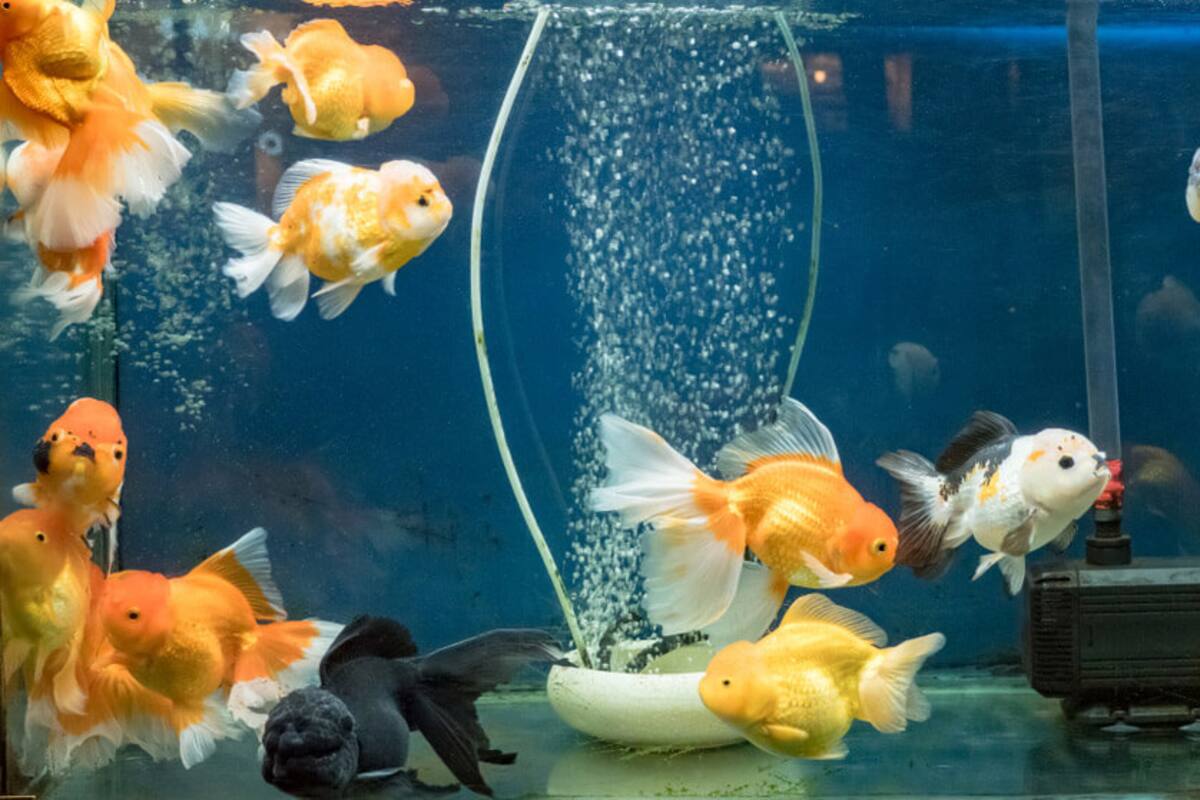Así puedes cuidar a tus peces fácilmente