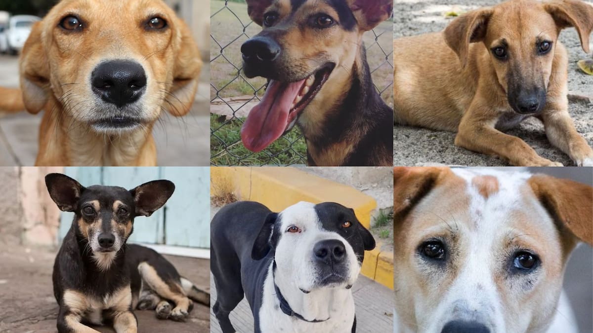 Procuraduría de Protección al Ambiente de México incluye al “perro caramelo” entre razas representativas y desata debate en redes