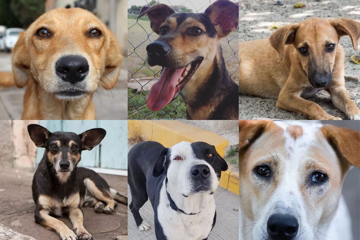 Procuraduría de Protección al Ambiente de México incluye al “perro caramelo” entre razas representativas y desata debate en redes