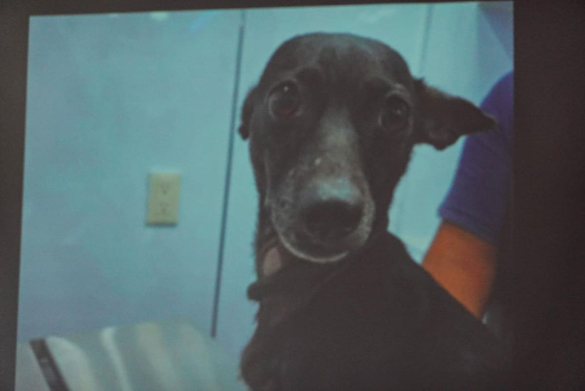 Los animales fueron retirados de un predio en condiciones de abandono y varios requieren atención veterinaria antes de ser adoptados. Foto: Border Zoom