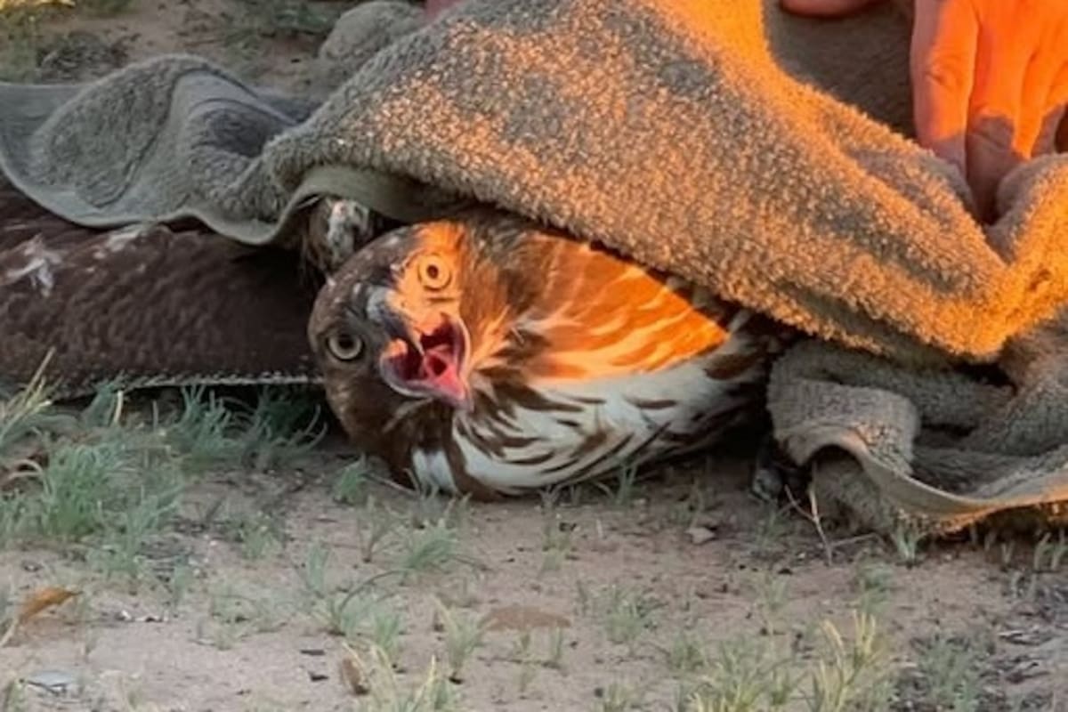 Rescatan águila real en universidad de SLRC y permanece bajo observación médica