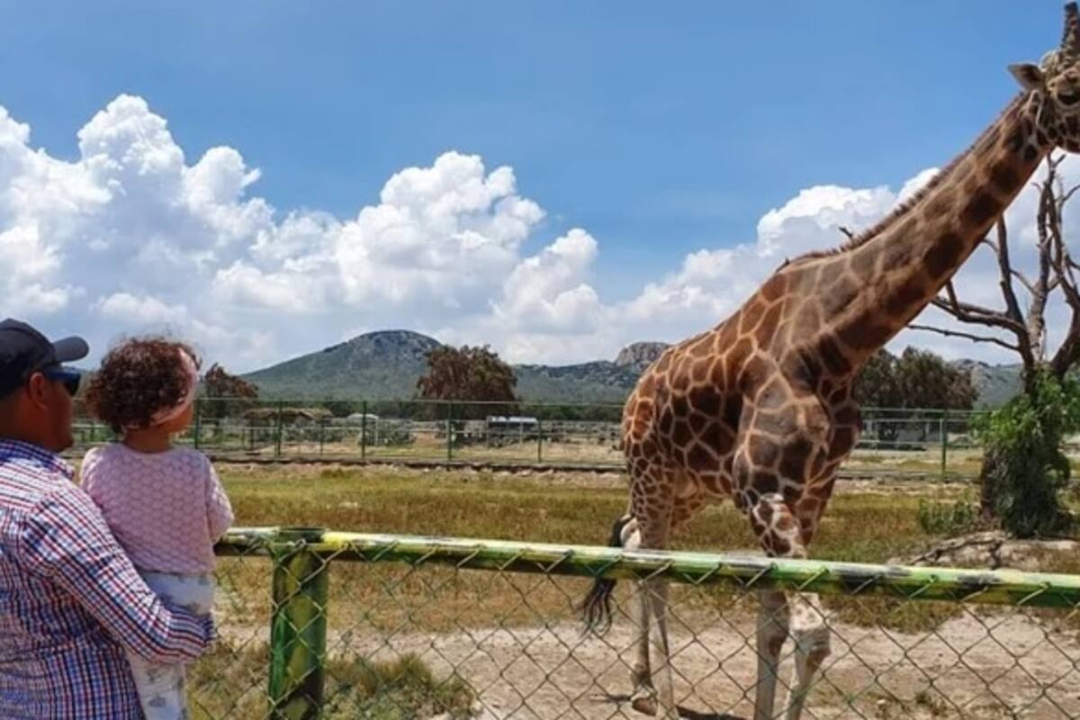 Zoológico de Hidalgo pide donativos para alimentar animales tras cierre por Covid-19