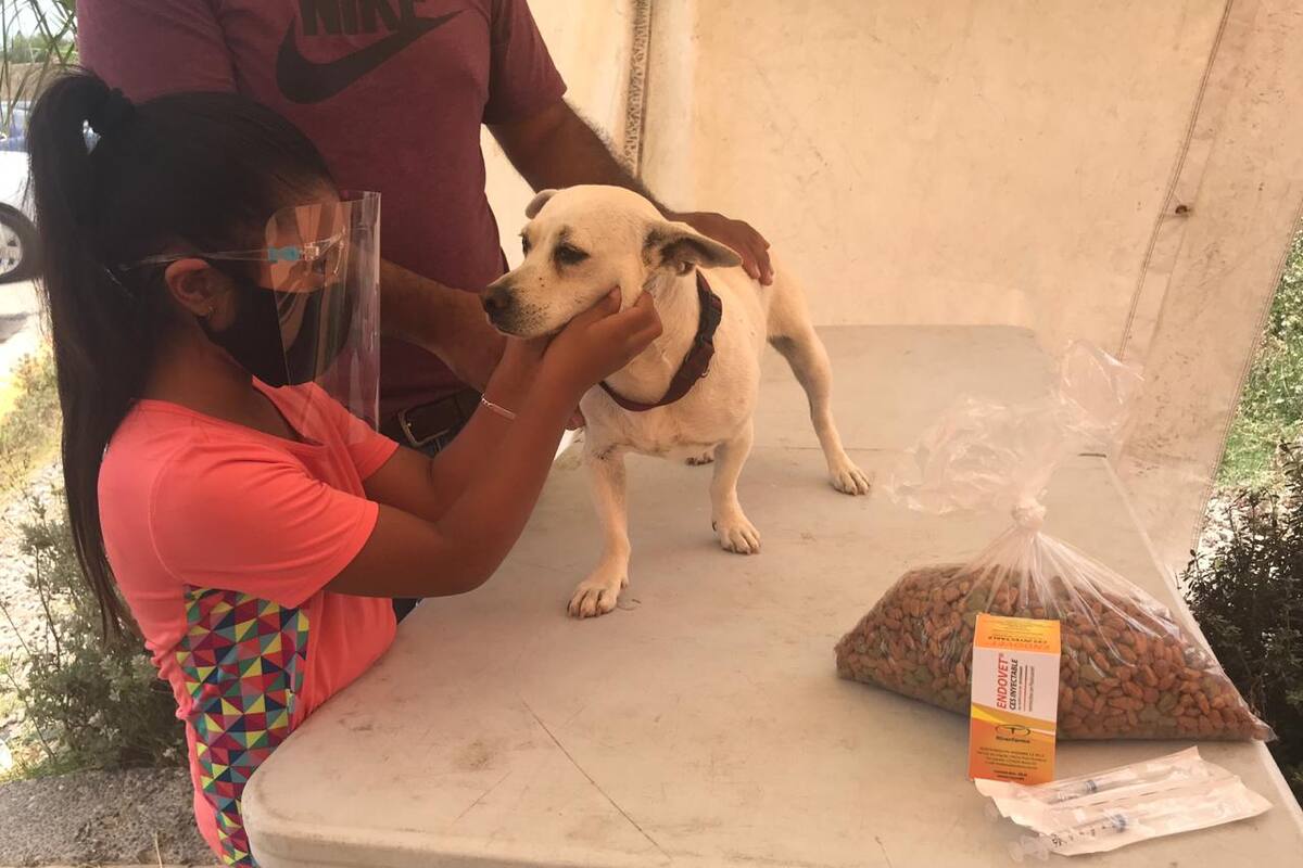 Atención veterinaria municipal bajo cita en Rosarito