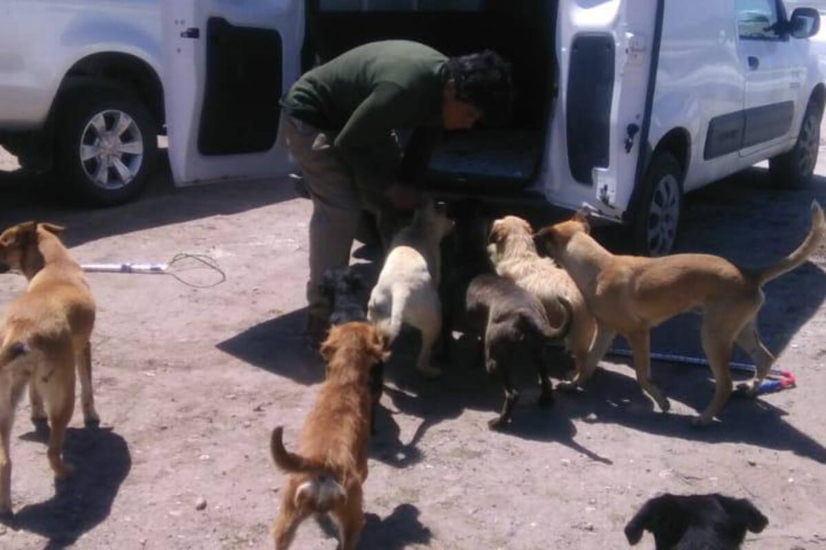 Deberán registrar a perros considerados como peligrosos