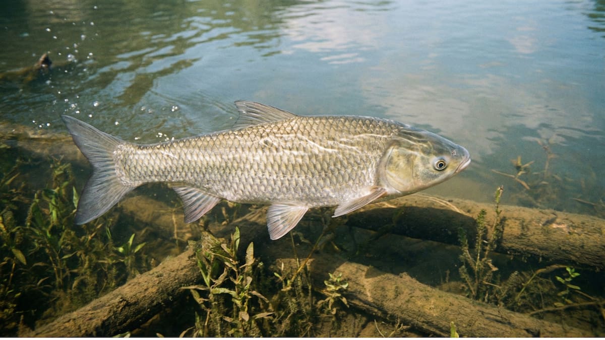 El monitoreo constante permite detectar la presencia de ADN ambiental de la carpa asiática, indicando acercamientos cercanos a las barreras de contención. /Ilustrativa