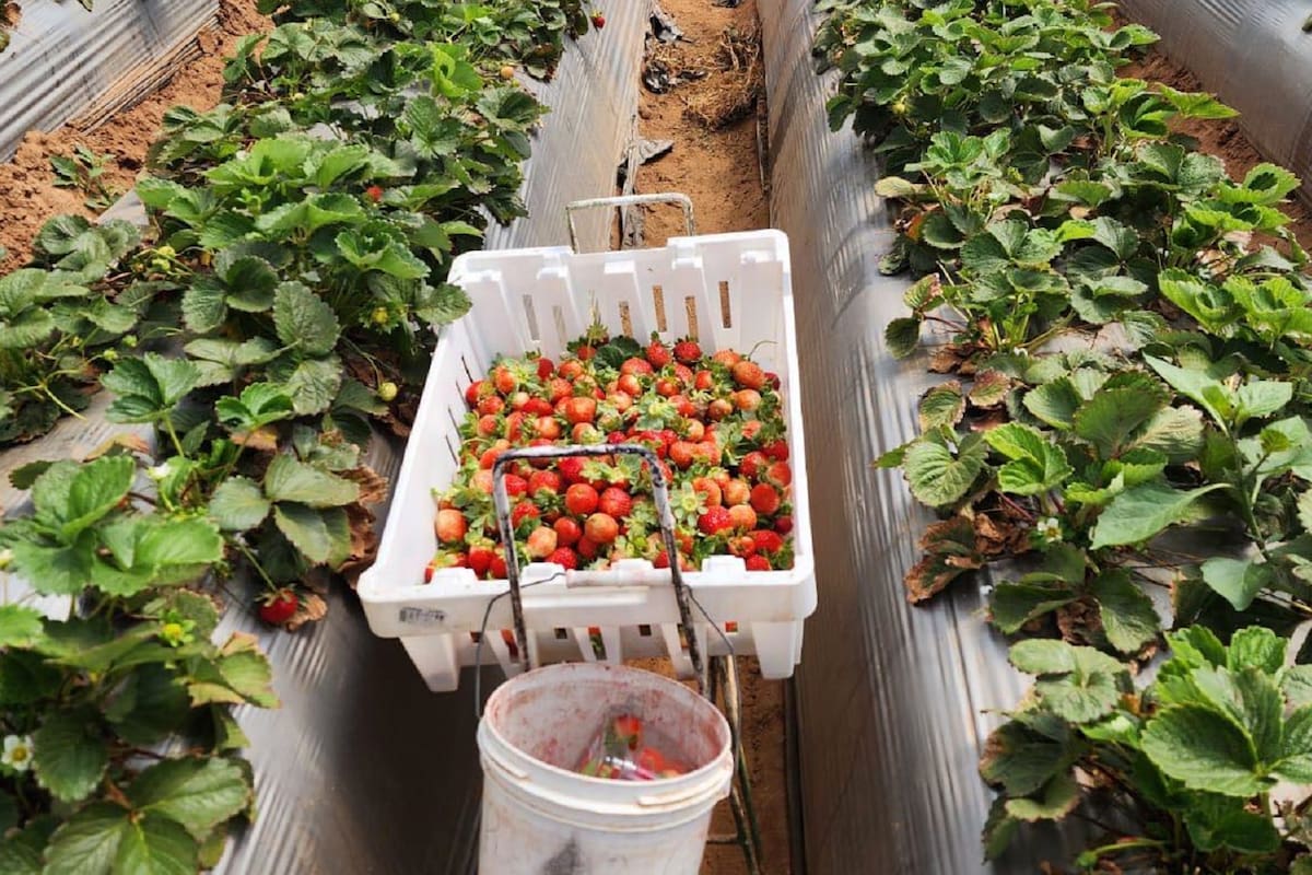 San Quintín concentró casi toda la producción de fresa en Baja California