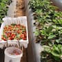 San Quintín concentró casi toda la producción de fresa en Baja California