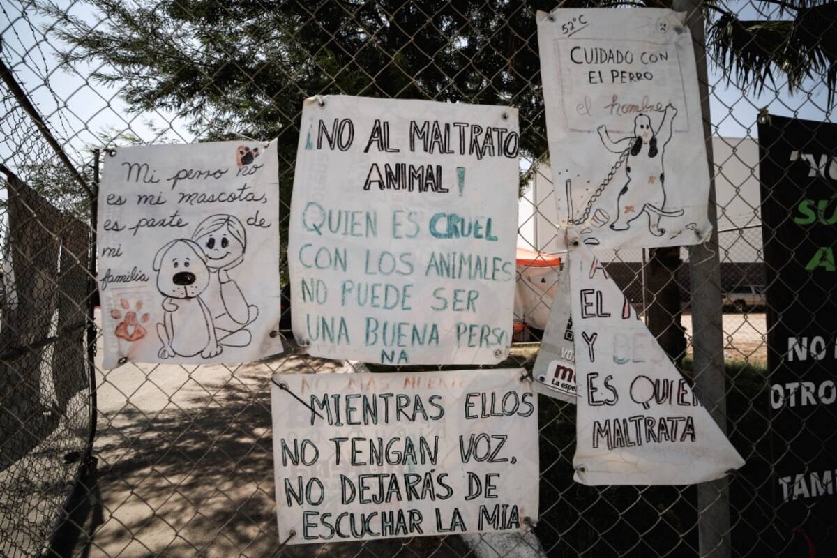 Hasta 10 denuncias diarias recibe CEMCA por maltrato animal