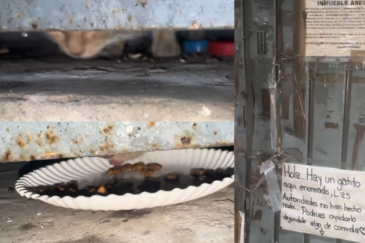 Piden ayuda para rescatar a gatito que lleva 3 semanas atrapado en bodega asegurada por la FGR