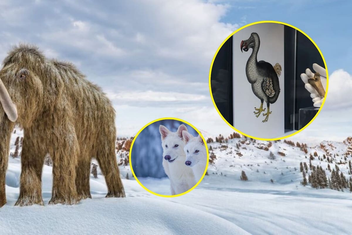 Del “lobo terrible” al dodo: Estas son las especies extintas que los científicos están buscando “revivir”