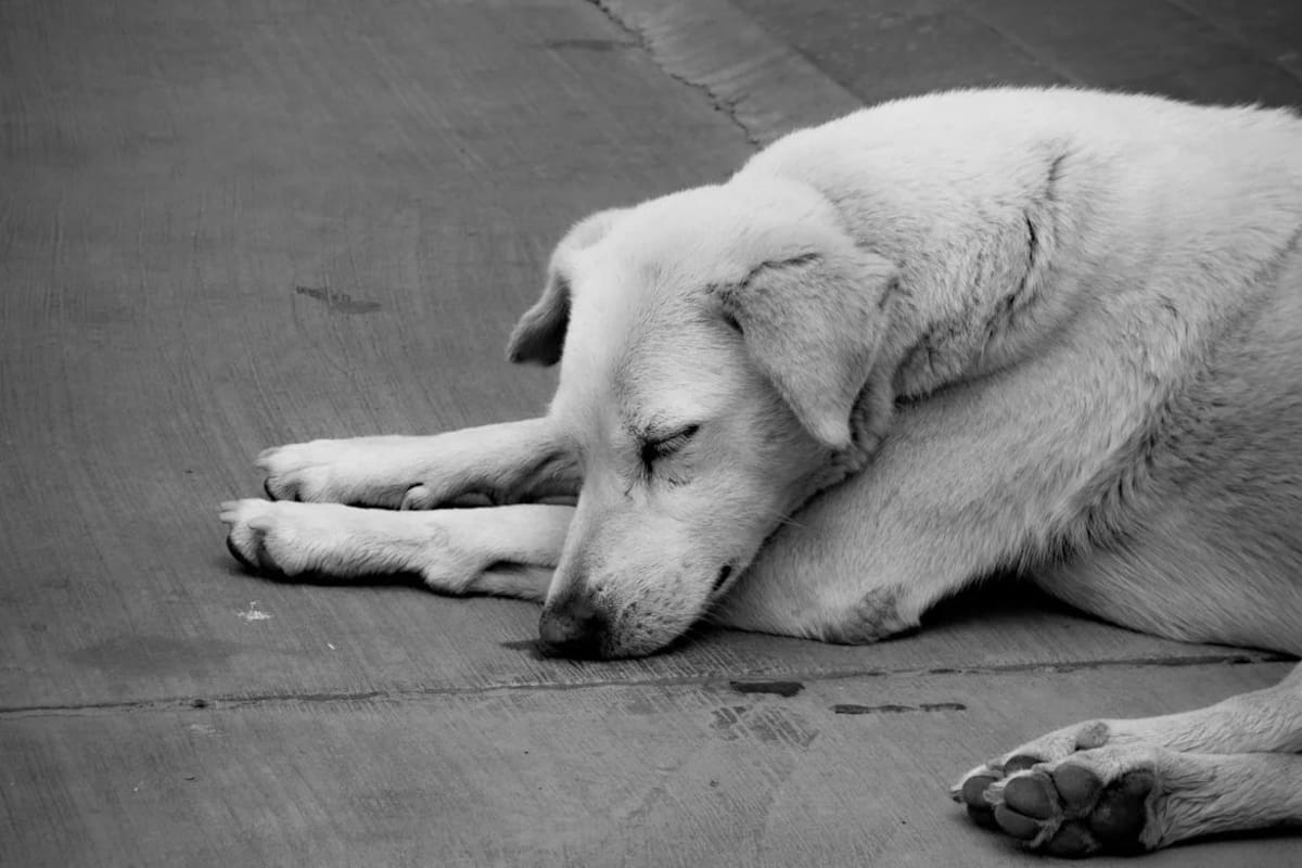 El Código Penal es claro: la pena máxima por envenenamiento de perros supera los 2 años de cárcel y miles de pesos en multas en CDMX
