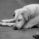Estas son las penas por envenenar perros en CDMX