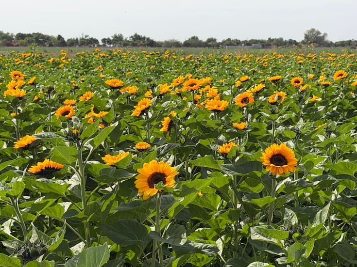Pintan girasoles de amarillo el Valle del Yaqui rumbo al Día del Amor y la Amistad