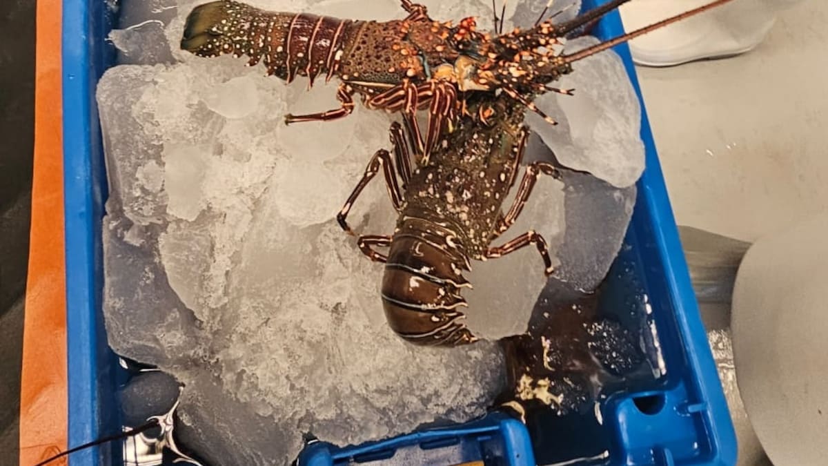 Roban 400 mil dólares en langosta que sería distribuida en tiendas Costco en EEUU; una persona se hizo pasar por un conductor de la empresa responsable del traslado y ‘secuestró’ el producto a plena luz del día