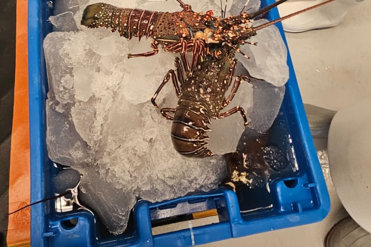 Roban 400 mil dólares en langosta que sería distribuida en tiendas Costco en EEUU; una persona se hizo pasar por un conductor de la empresa responsable del traslado y ‘secuestró’ el producto a plena luz del día