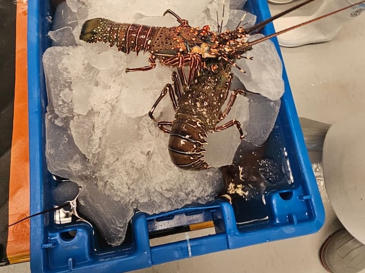 Roban 400 mil dólares en langosta que sería distribuida en tiendas Costco en EEUU; una persona se hizo pasar por un conductor de la empresa responsable del traslado y ‘secuestró’ el producto a plena luz del día