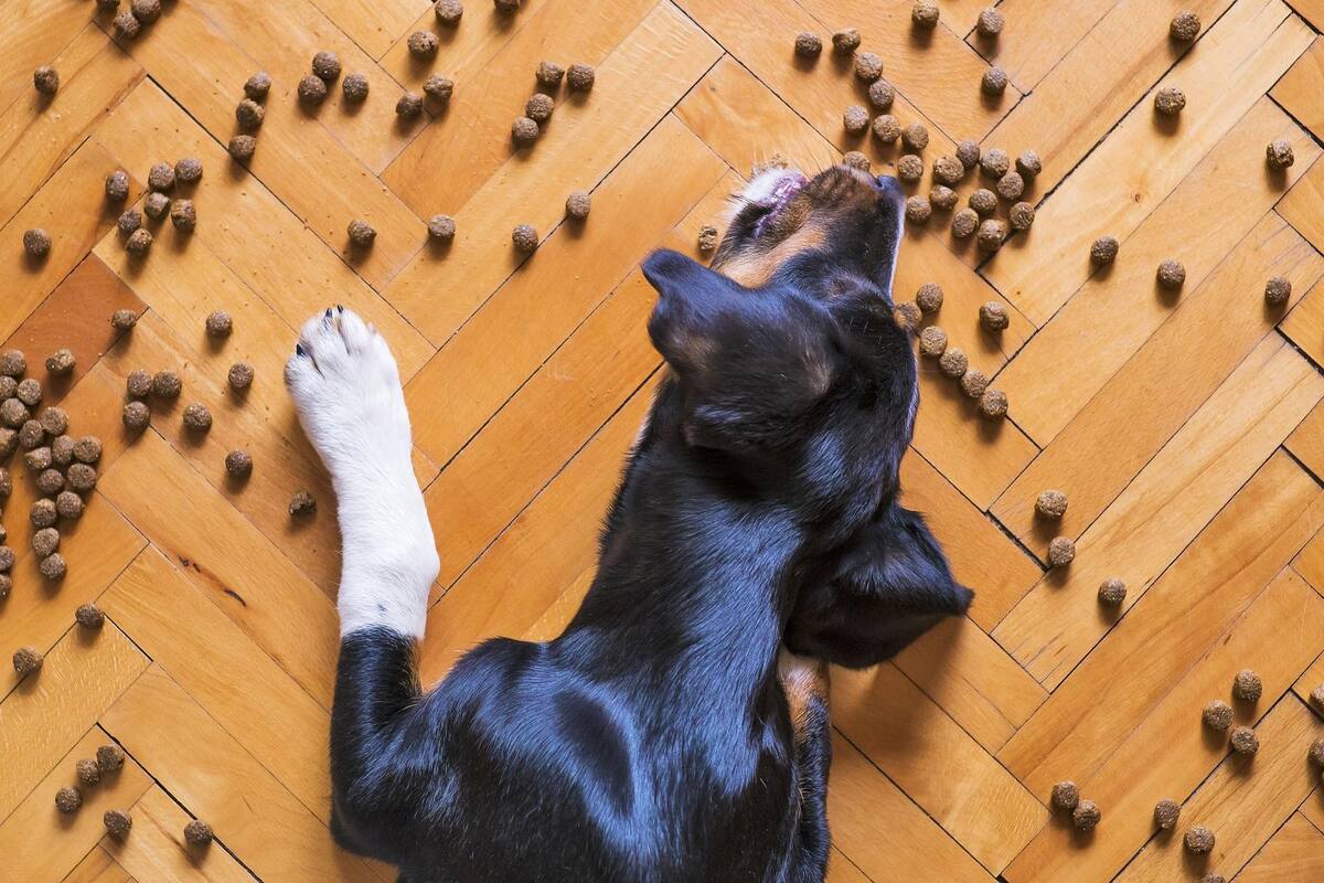 Alertan por comidas para perros que han matado a 28 mascotas por intoxicación
