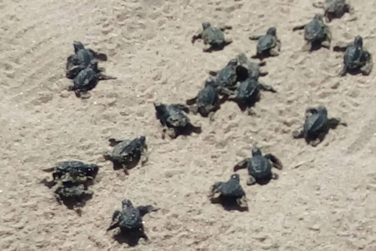 Alberga Puerto Peñasco primer liberación de tortugas