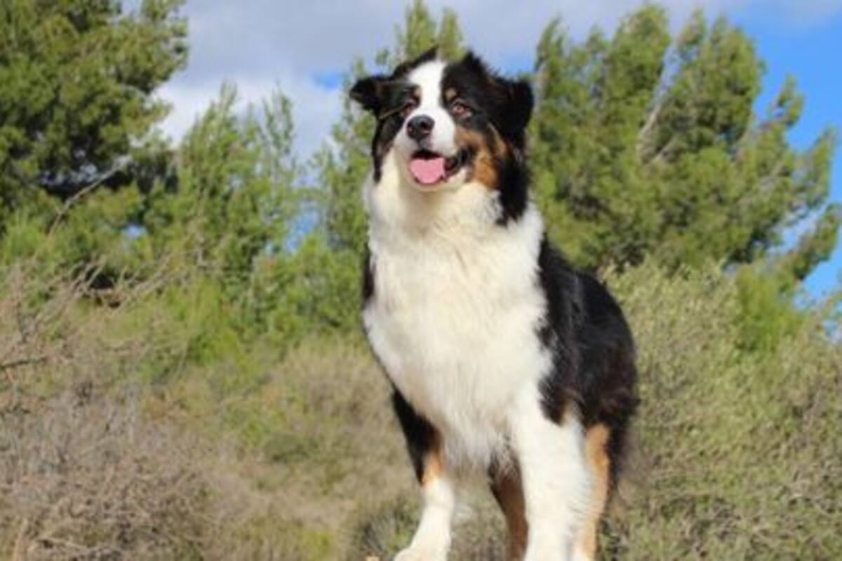 Rescatan a perro atrapado en una trampa para conejos