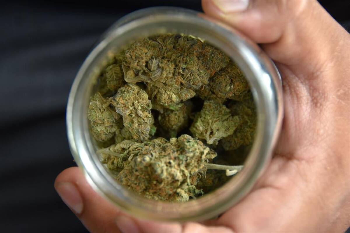 Aprueba Asamblea Nacional de Ecuador uso medicinal de cannabis