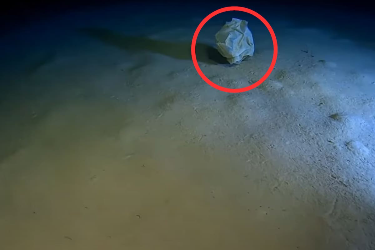 ¿Cómo llega la basura a los rincones más profundos del mar? El caso alarmante del Mediterráneo