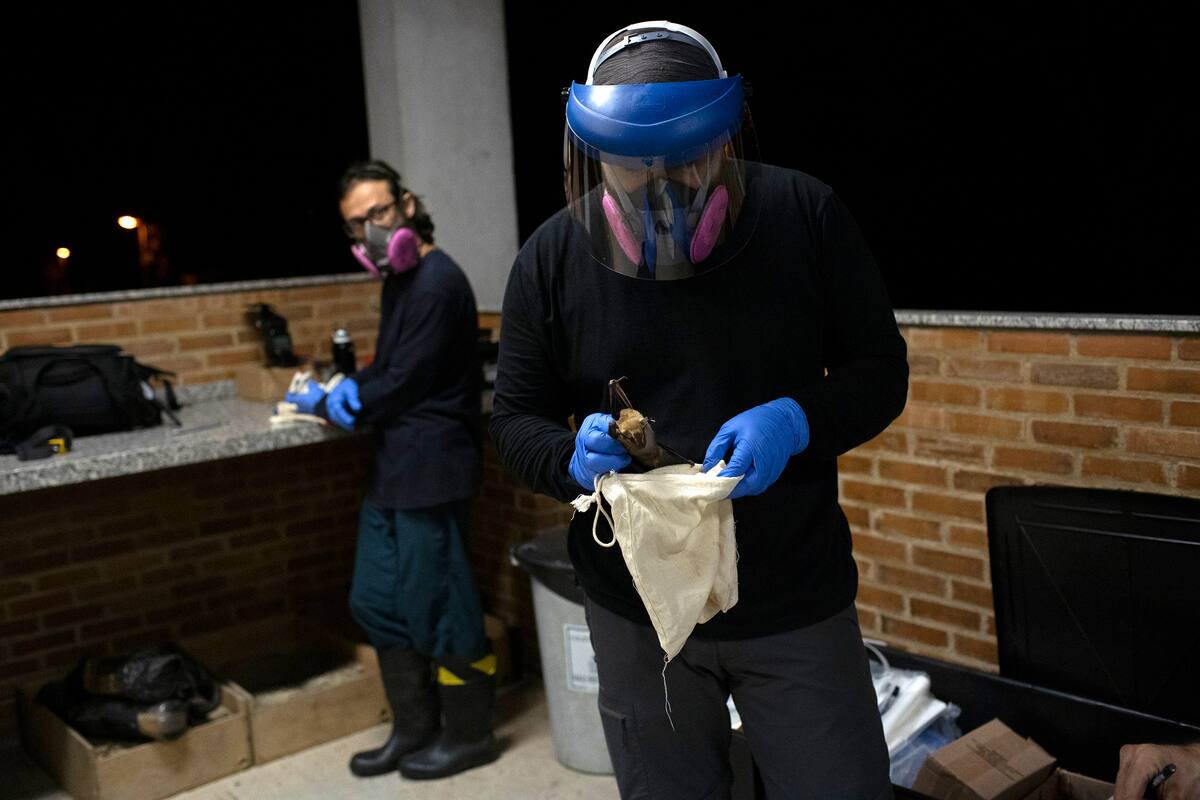 Un investigador del centro estatal brasileño Instituto Fiocruz coloca en una bolsa de tela a un murciélago capturado en el Bosque Atlántico, en el parque estatal de Pedra Branca, cerca de Río de Janeiro, el martes 17 de noviembre de 2020. Los murciélagos son un grupo diverso, con más de 1.400 especies repartidas por todos los continentes, salvo la Antártida. (AP Foto/Silvia Izquierdo)
