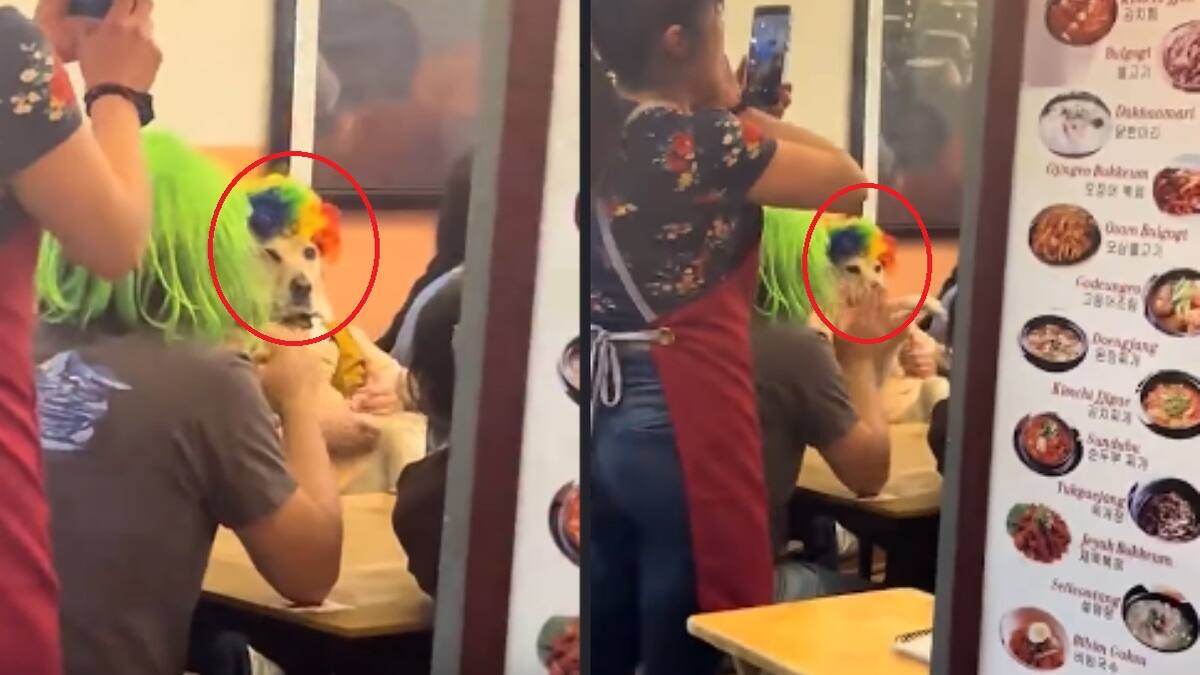 “Toda la familia traía pelucas, hasta el perrito”: Captan peculiar festejo de un lomito y se vuelven virales