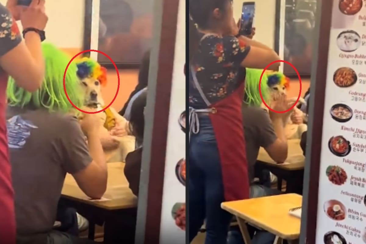 “Toda la familia traía pelucas, hasta el perrito”: Captan peculiar festejo de un lomito y se vuelven virales