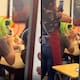 “Toda la familia traía pelucas, hasta el perrito”: Captan peculiar festejo de un lomito y se vuelven virales