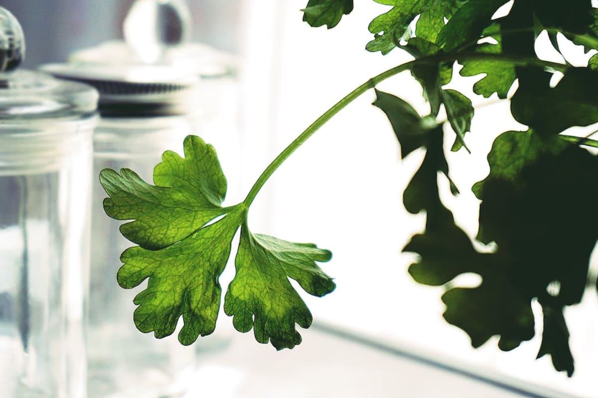 ¿Cuáles son los beneficios de consumir té de perejil en ayunas?