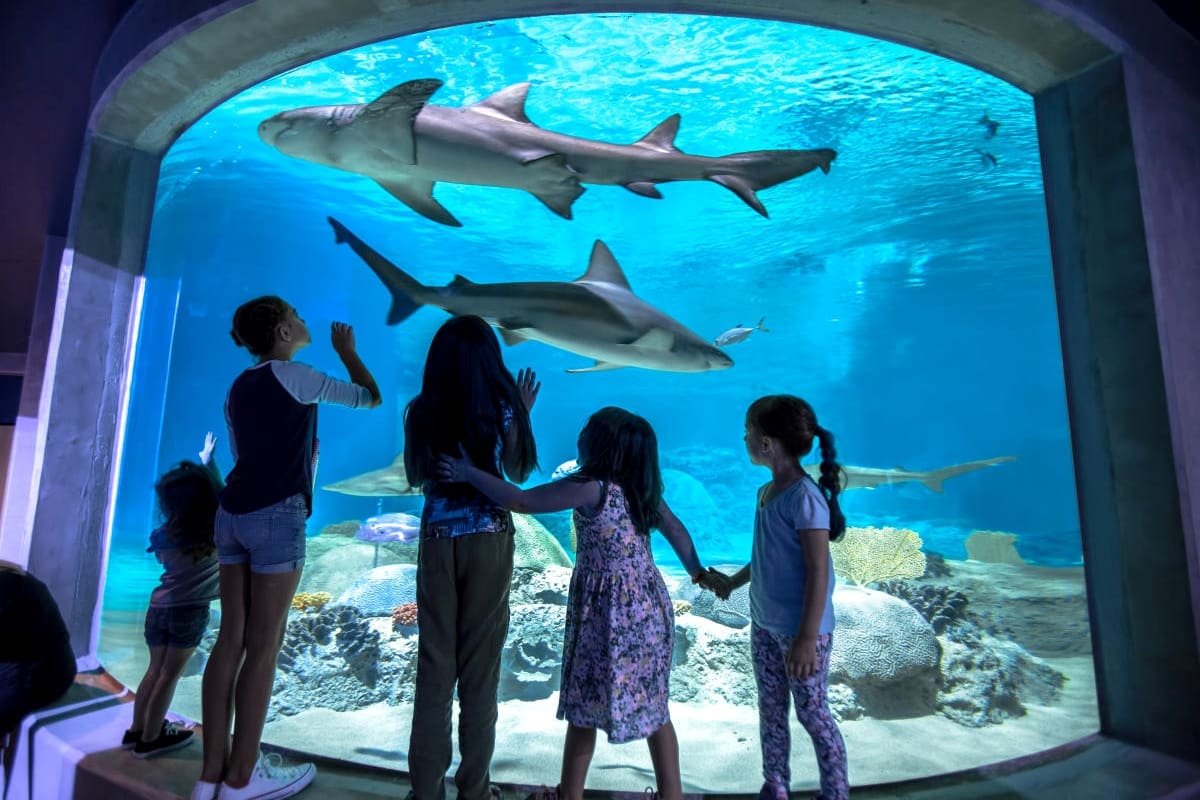 OdySea Aquarium Scottsdale: un viaje submarino que sorprende a toda la familia