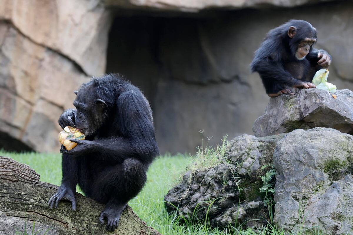 Los chimpancés van perfeccionando su capacidad de aprendizaje a lo largo de la vida