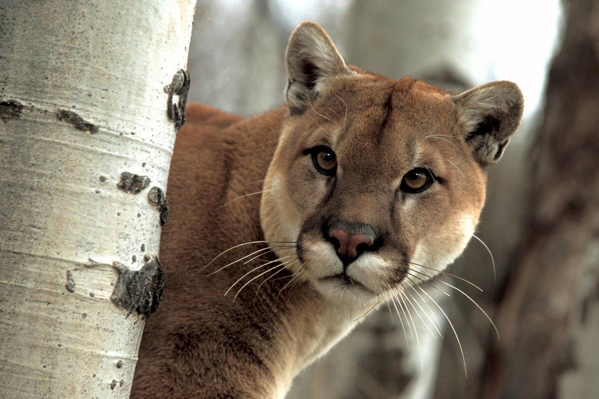 Graba cómo lo persigue un puma durante más de cinco minutos