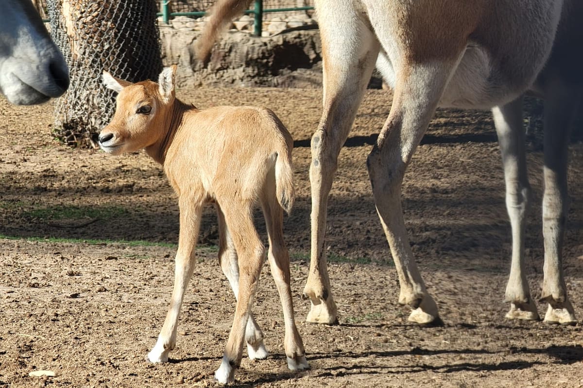 Nace cría de órix en el Bosque y Zoológico de Mexicali