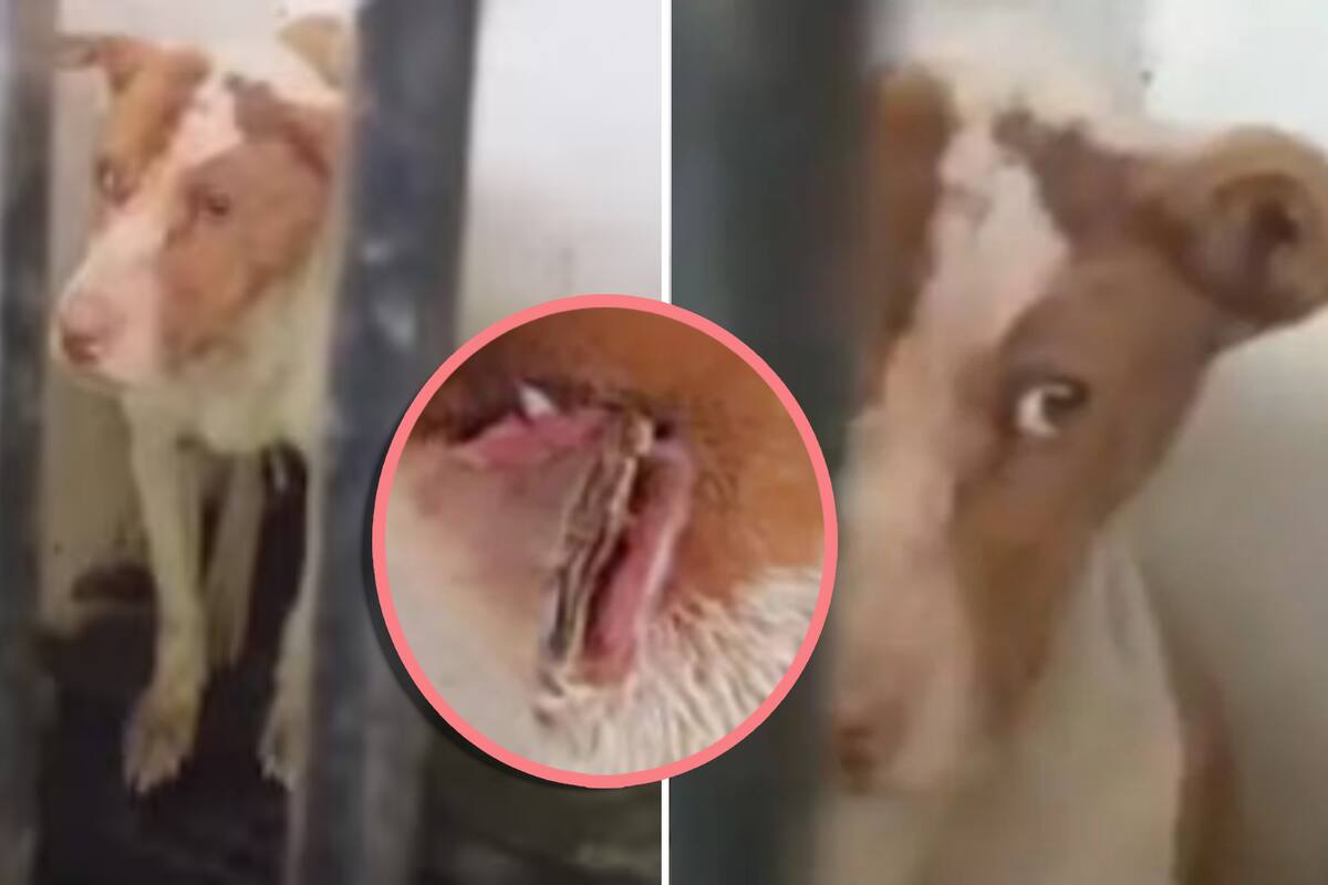 La conmovedora historia de Santa, una perrita rescatada de maltrato y su búsqueda de un hogar para navidad