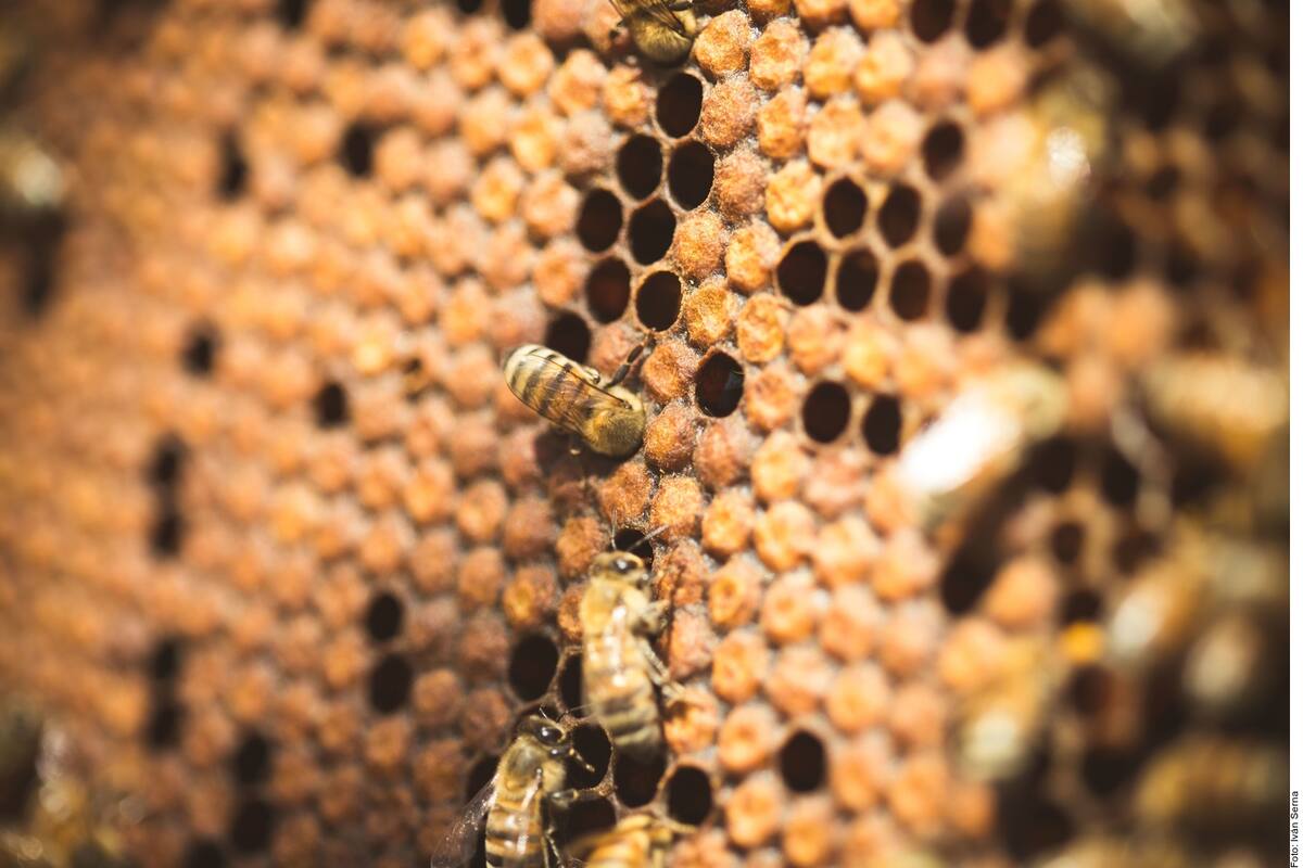 Protección Civil Sonora llama a no molestar a las abejas