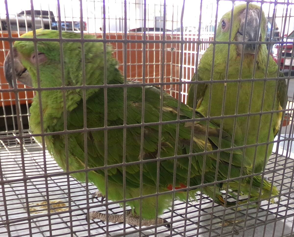 En la zona de inspección secundaria, los agentes de CBP descubrieron un total de 5 loros vivos.