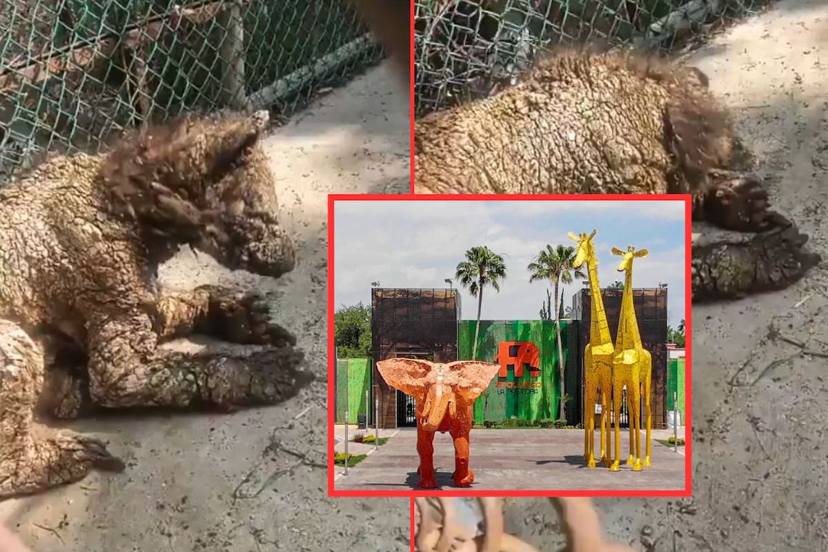 Denuncian grave abandono de osa negra en peligro de extinción en zoológico La Pastora; autoridades ambientales realizan inspección
