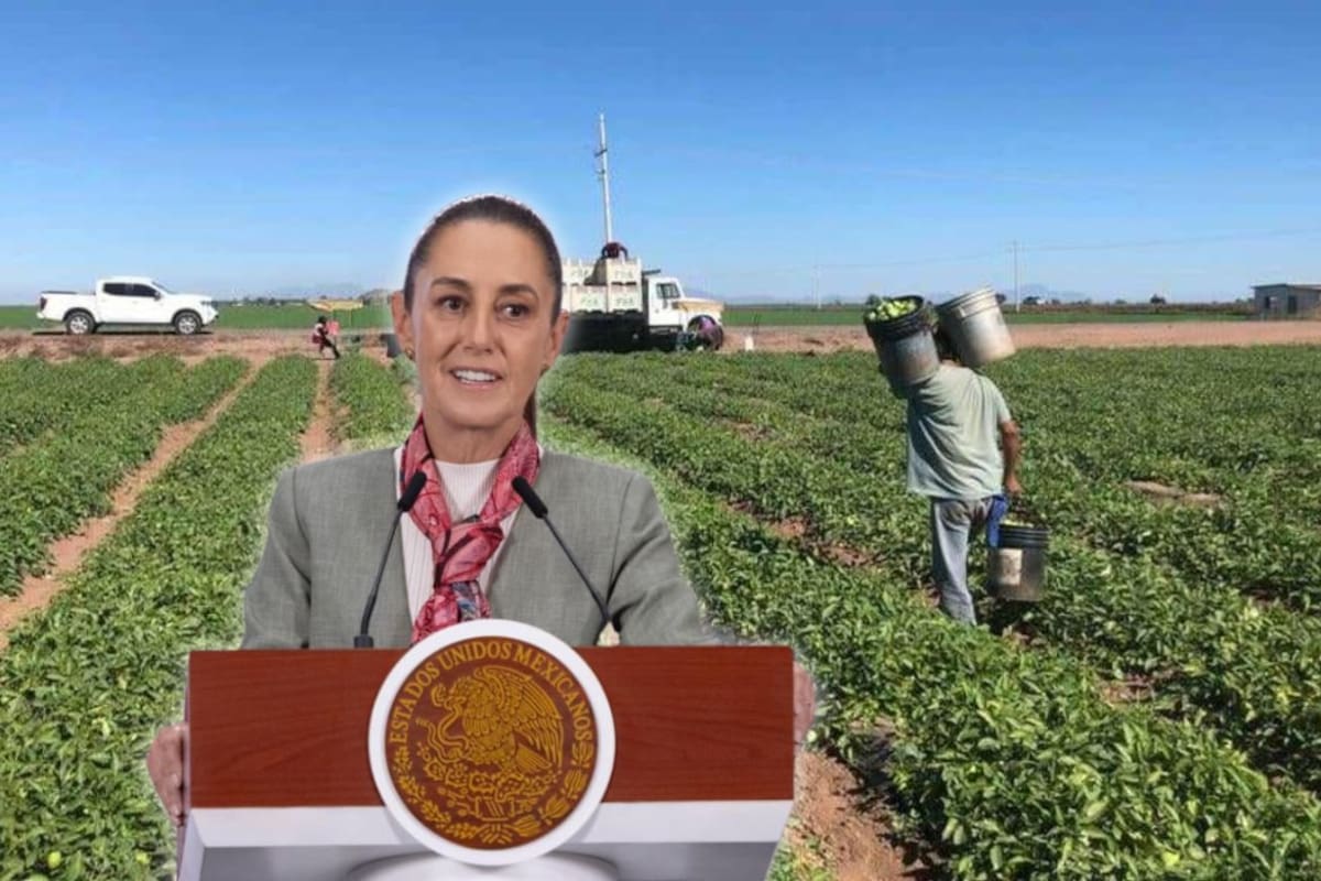 Luego de San Quintín siguen Cajeme en Sonora y Sinaloa en atención a jornaleros: Sheinbaum