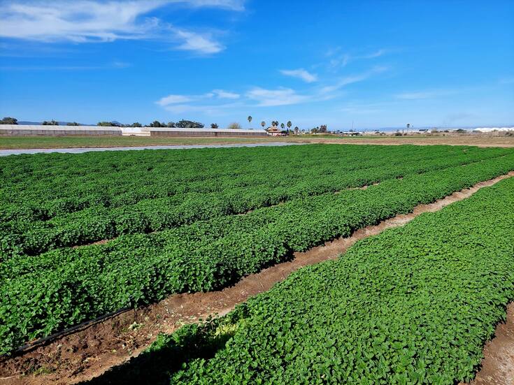 Joven estudiante estudia hongo benéfico para combatir plagas en el campo