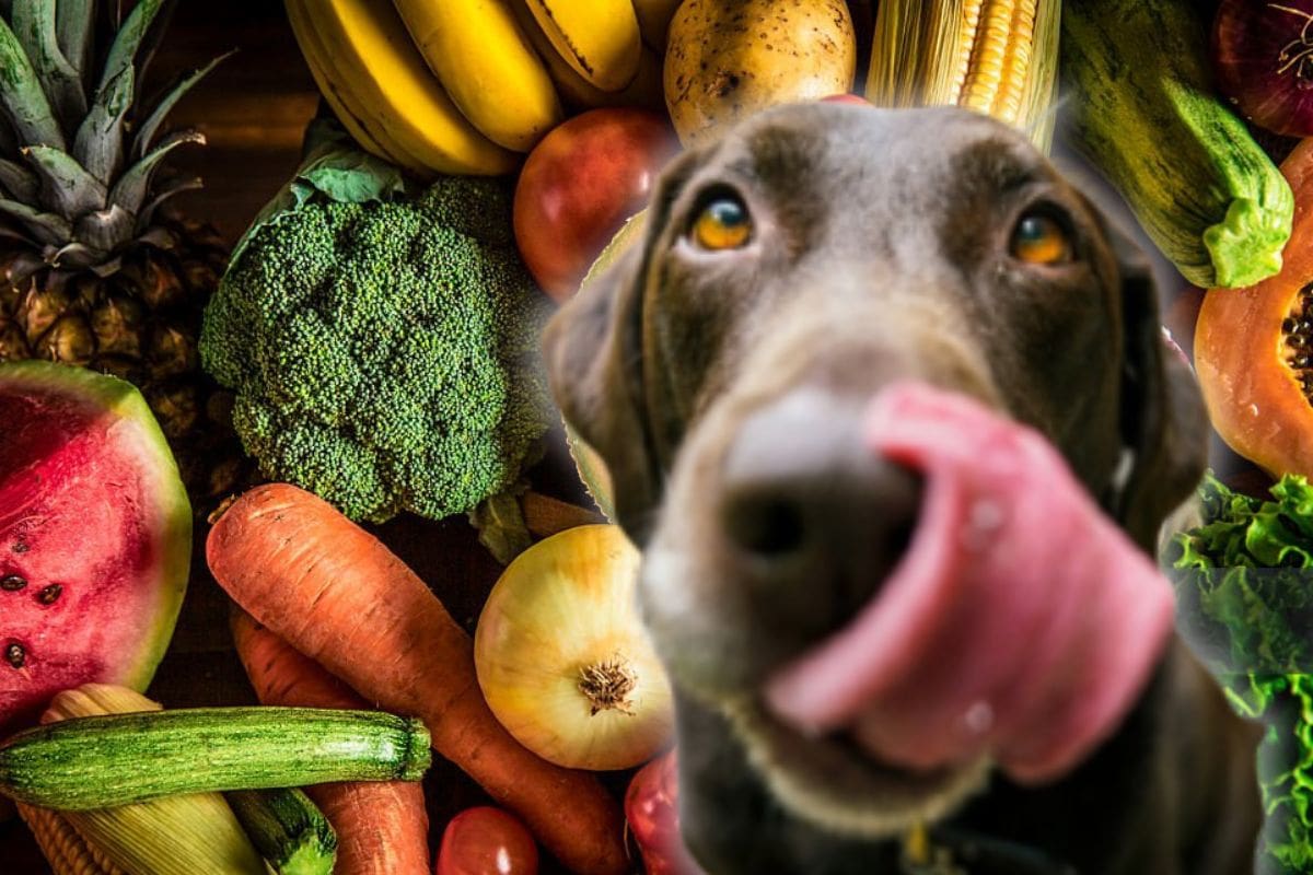 5 alimentos que tu perro NO debe comer y por qué pueden ser peligrosos para su salud