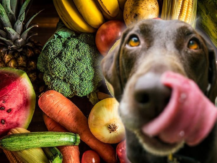 5 alimentos que tu perro NO debe comer y por qué pueden ser peligrosos para su salud