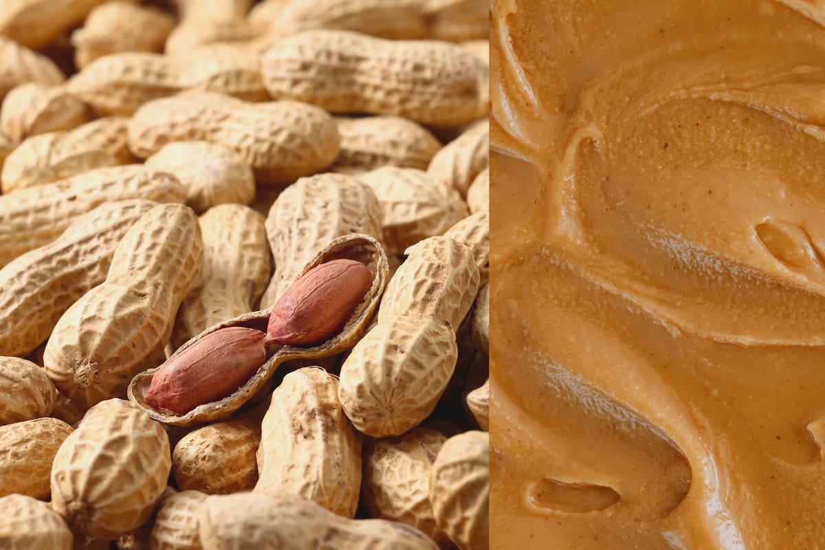 Dosis pequeñas de cacahuate podrían ayudar a niños con alergia, según estudio