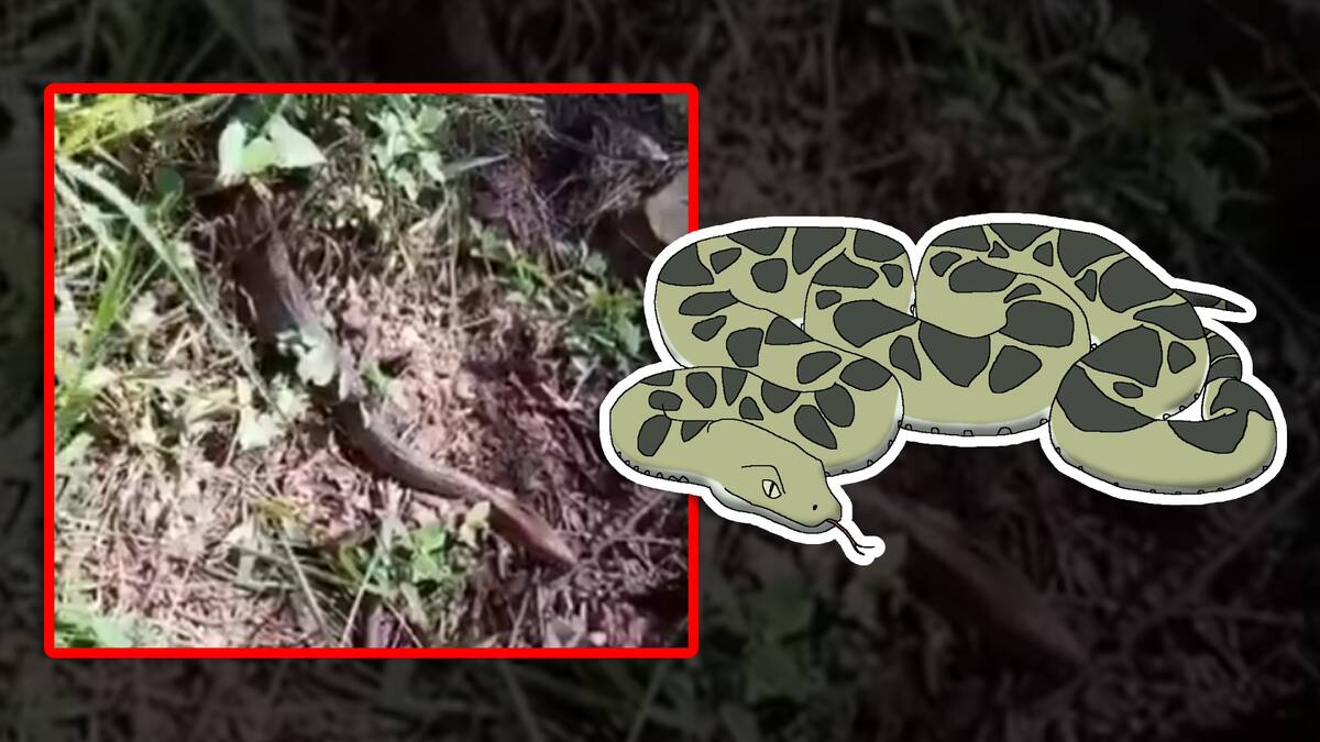 VIDEO: Enorme boa constrictor se deja ver en reserva ecológica de Puebla