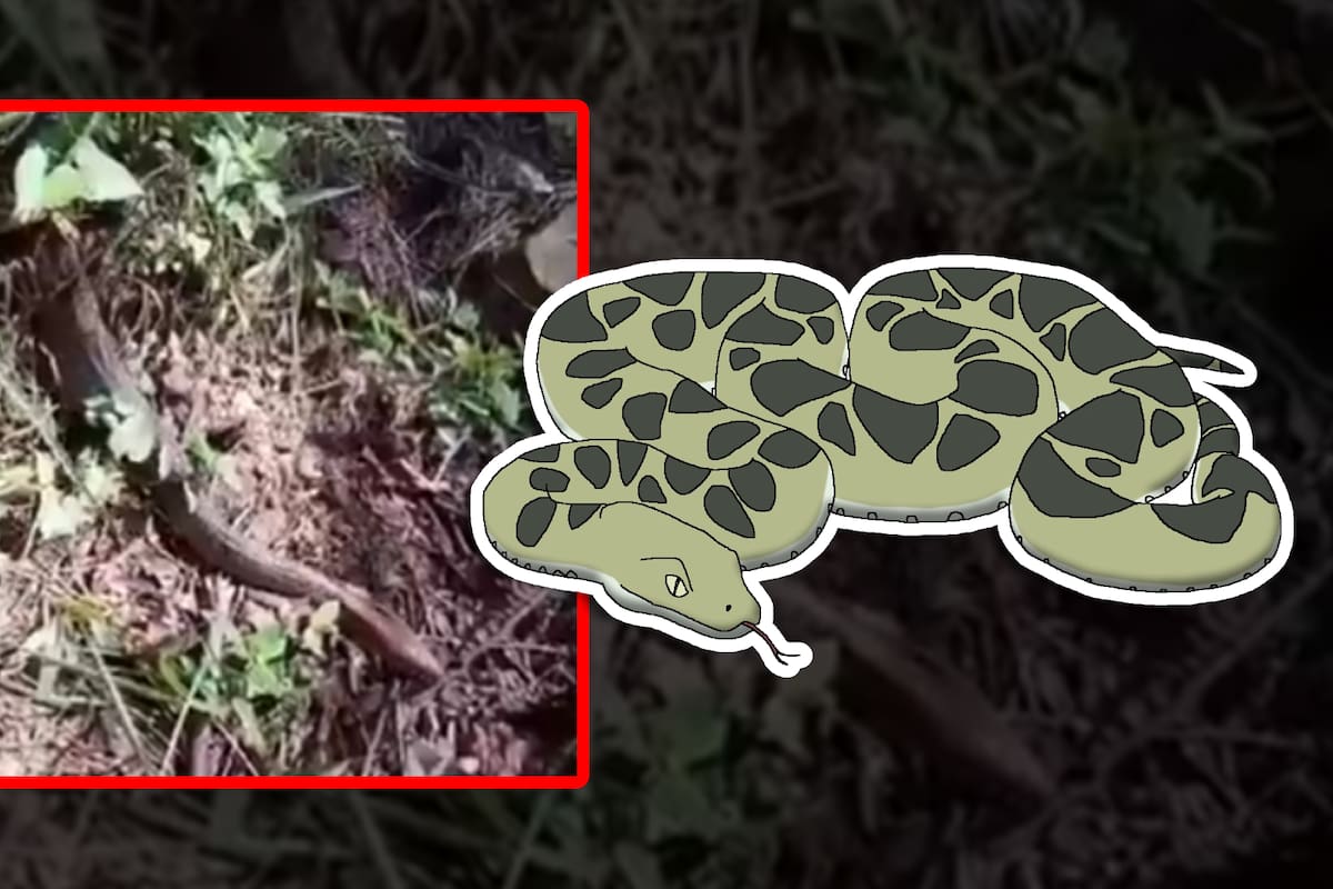VIDEO: Enorme boa constrictor se deja ver en reserva ecológica de Puebla
